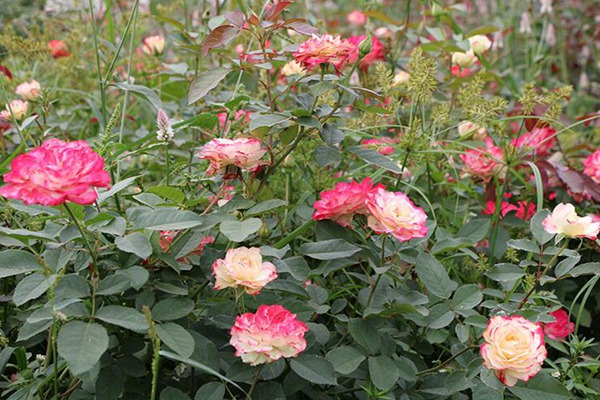 摩納哥公爵Jubilé du Prince de Monaco