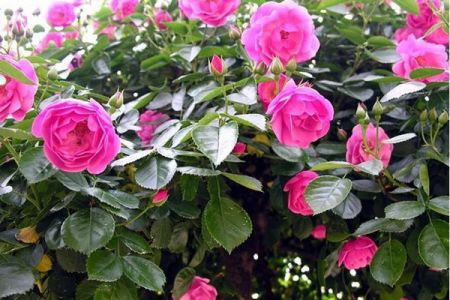 爬藤月季和薔薇哪個漂亮？