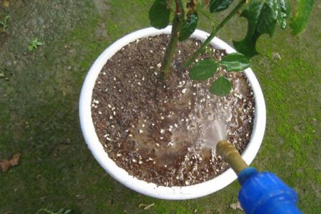 春天種植的月季怎么澆水施肥？