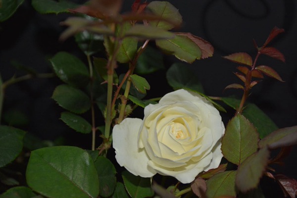 夢(mèng)之蕾Bourgeon de Rêve