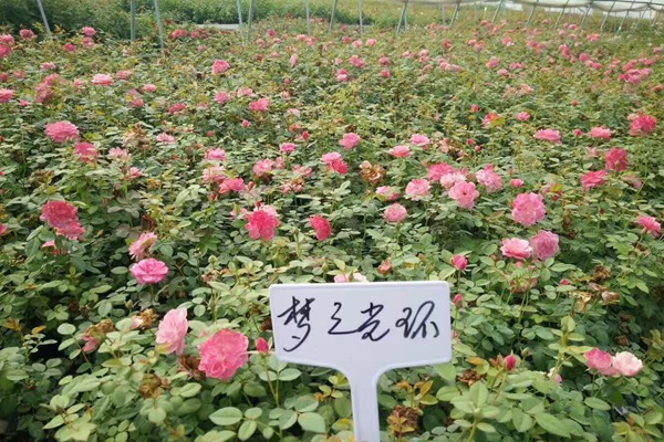 哪里有藤本月季小苗批發(fā)？