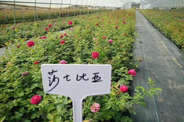 哪里有藤本月季小苗批發(fā)？