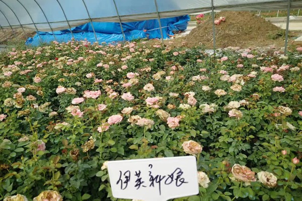哪里有藤本月季小苗批發(fā)？