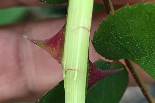 月季枝條發(fā)蔫，小心莖蜂！