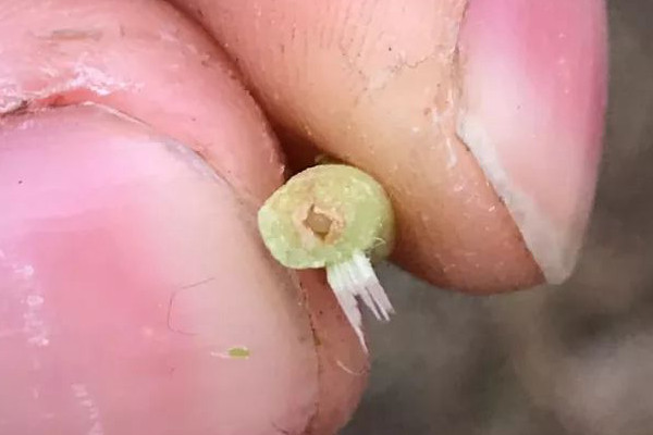 月季枝條發(fā)蔫，小心莖蜂！
