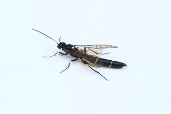 月季枝條發(fā)蔫，小心莖蜂！