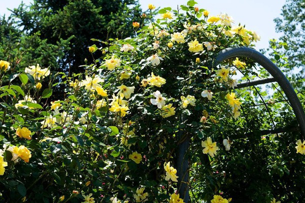 西北地區(qū)能種植藤本月季嗎？
