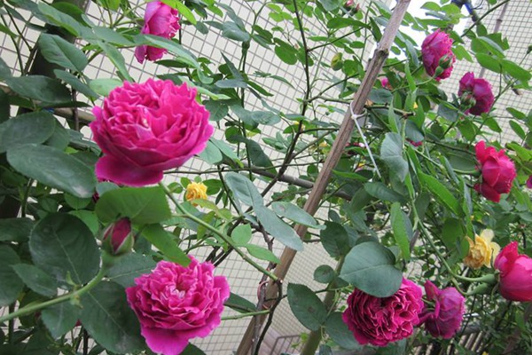 陽臺(tái)種植藤本月季需要注意些什么？