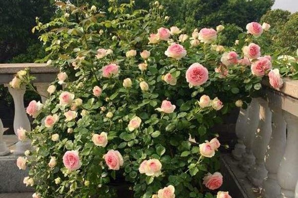 陽臺(tái)種植藤本月季需要注意些什么？