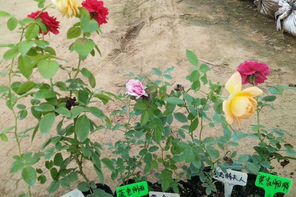 藤本月季小苗怎么種植養(yǎng)護？