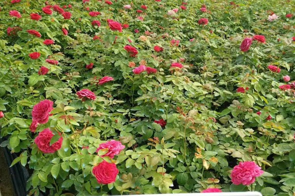 藤本月季小苗怎么種植養(yǎng)護？