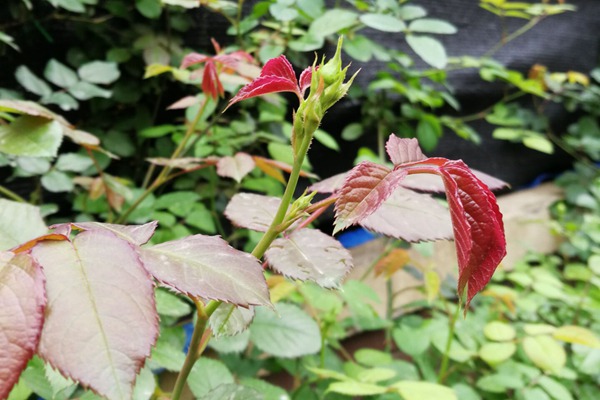 藤本月季夏季養(yǎng)護(hù)需要注意哪些？