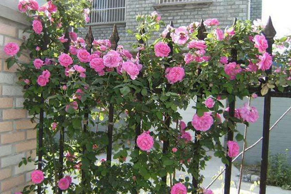 藤本月季種植千萬(wàn)別折騰，越折騰越死得快！