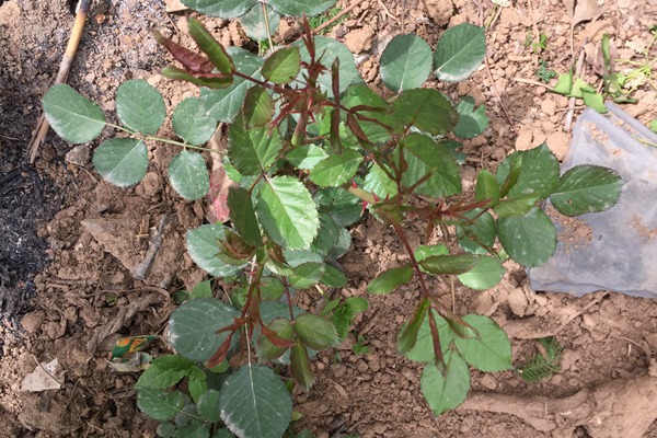 藤本月季種植千萬(wàn)別折騰，越折騰越死得快！