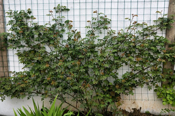 藤本月季種植千萬(wàn)別折騰，越折騰越死得快！