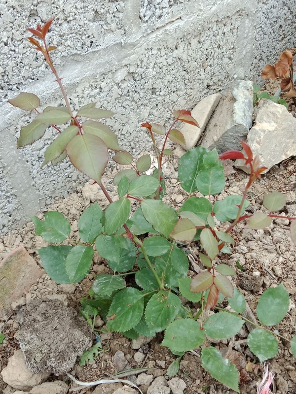 月季小苗怎么扶壯？ (4).jpg