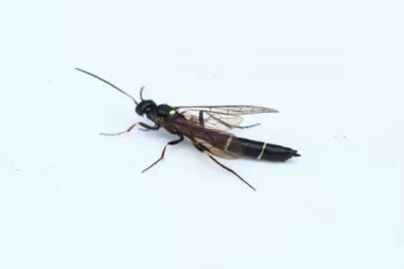 月季枝條發(fā)蔫，小心莖蜂！