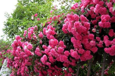 西北地區(qū)能種植藤本月季嗎？