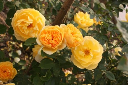 藤本月季為什么不開花？