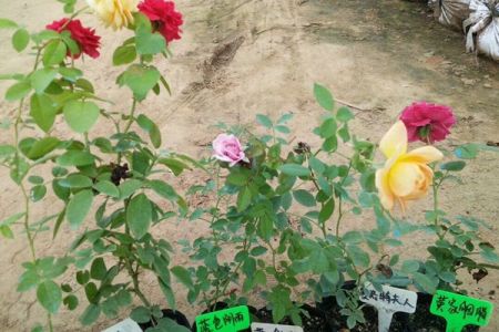 藤本月季小苗怎么種植養(yǎng)護？