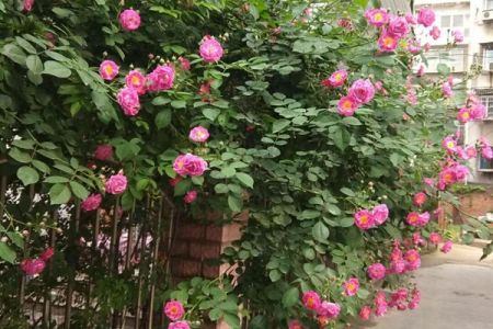 藤本月季夏季養(yǎng)護(hù)需要注意哪些？