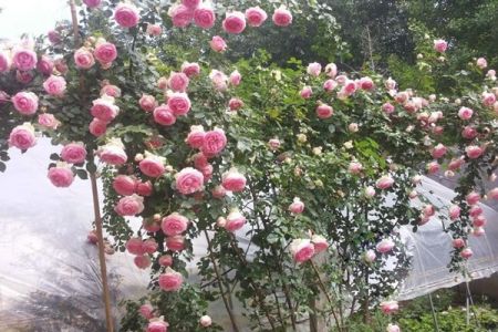 龍沙寶石還有83,85,88版本？