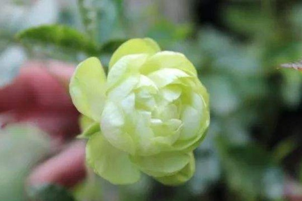 ?？巳R爾