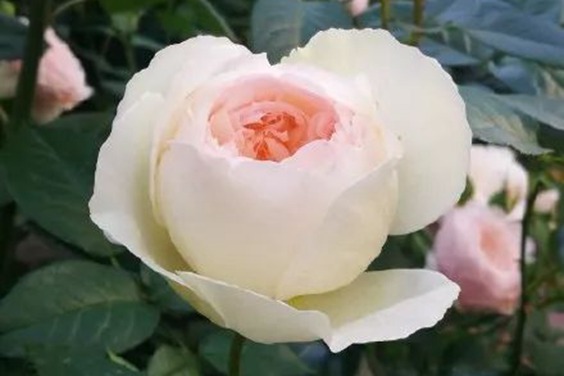 香氣十級(jí)！種下決不會(huì)后悔的胖仙女——波萊羅 17.jpg
