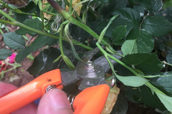 月季的殘花要及時處理，以免滋生病蟲害！