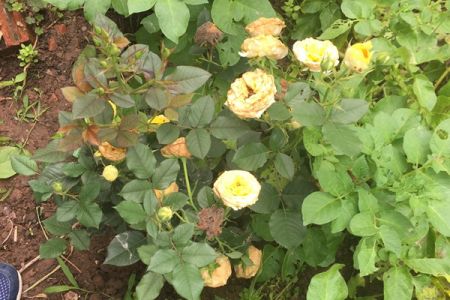 月季的殘花要及時(shí)處理，以免滋生病蟲(chóng)害！