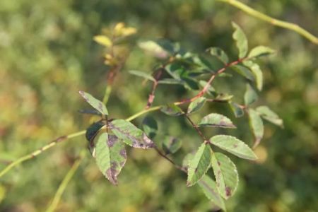 夏季月季黑斑病高發(fā)期，花友要注意防治！