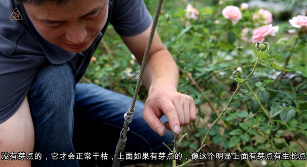 夏天來了，月季要注意預(yù)防枯枝?。?/></p><p style=
