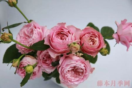 月季【四系列】：愿得一人心，白首不相離