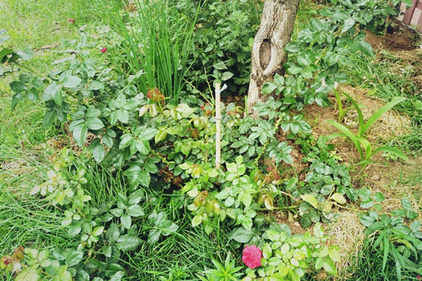 月季邊上可以種些花花草草嗎？