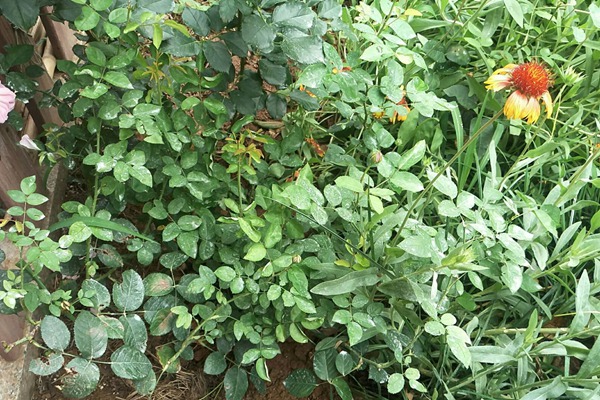月季邊上可以種些花花草草嗎？