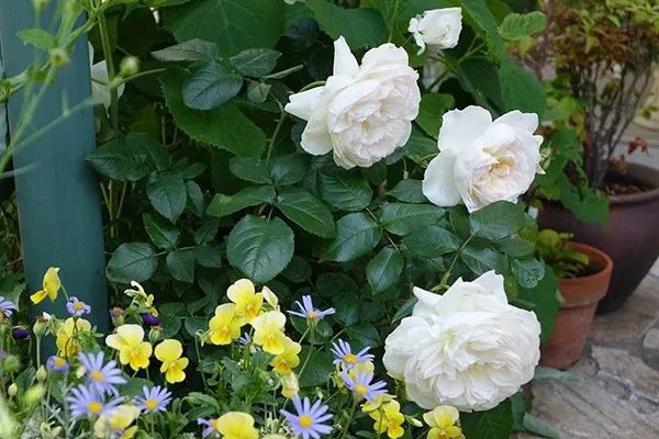 花了5年時間！他從零開始打造的小小月季花園