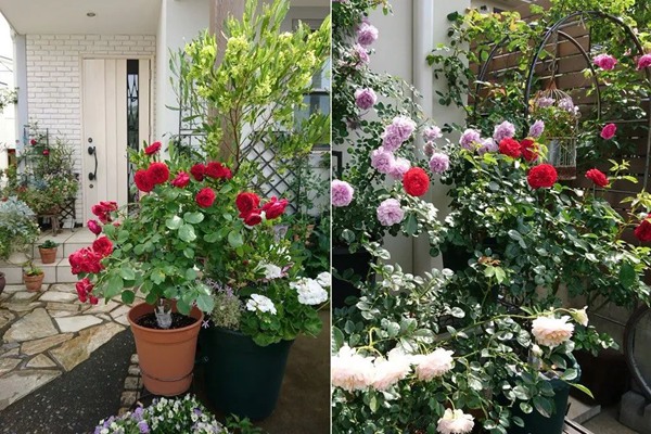 花了5年時間！他從零開始打造的小小月季花園