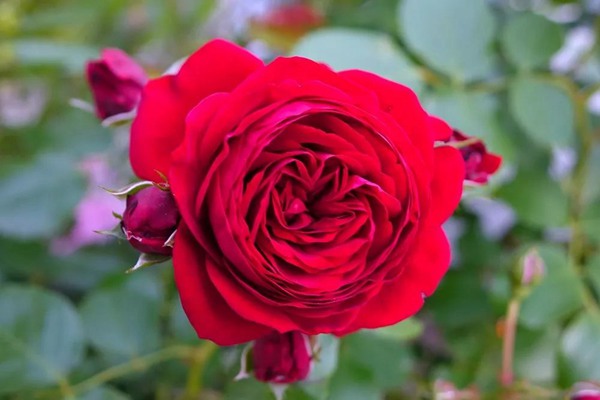 花了5年時間！他從零開始打造的小小月季花園