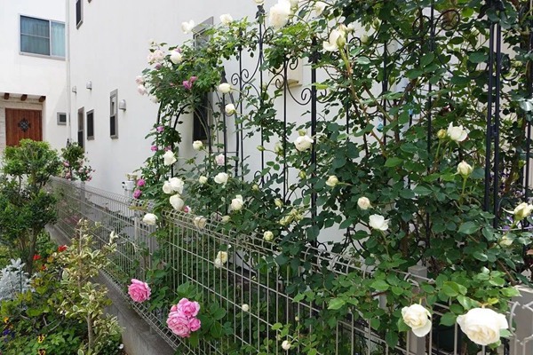 花了5年時間！他從零開始打造的小小月季花園
