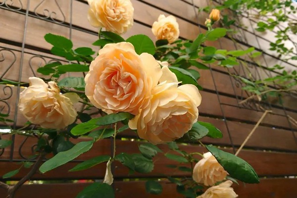 花了5年時間！他從零開始打造的小小月季花園