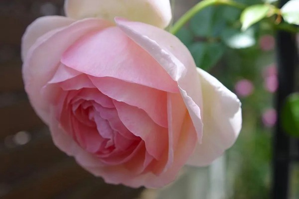 花了5年時間！他從零開始打造的小小月季花園