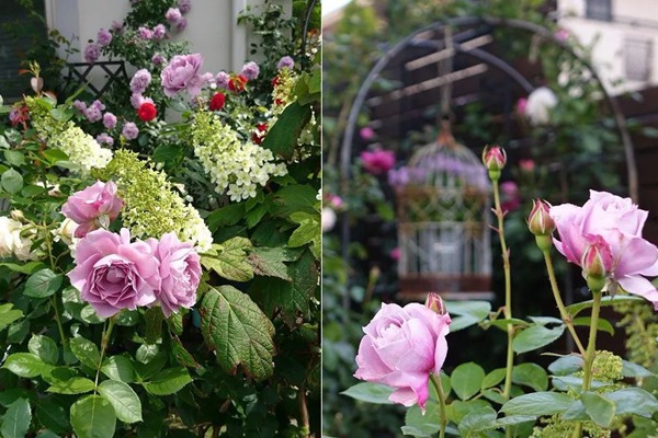 花了5年時間！他從零開始打造的小小月季花園