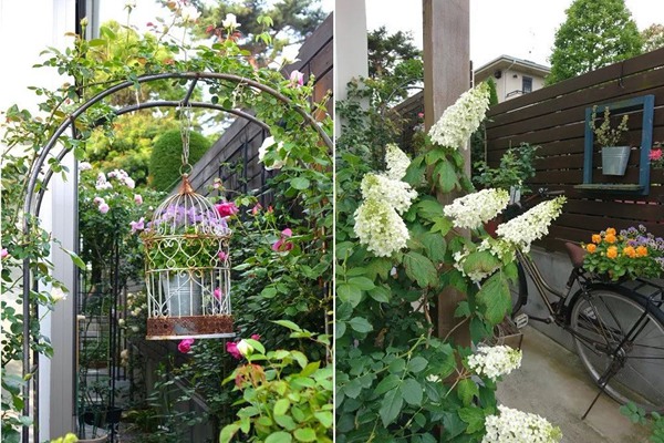 花了5年時間！他從零開始打造的小小月季花園