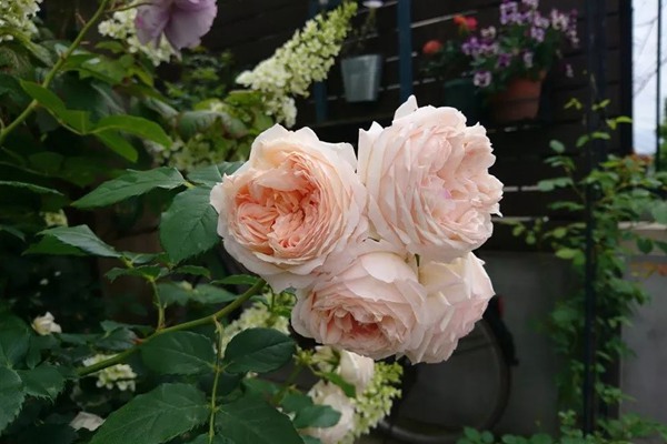 花了5年時間！他從零開始打造的小小月季花園