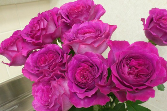 伊芙藍寶石
