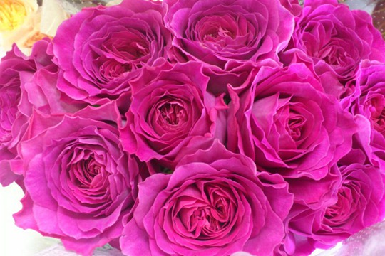 伊芙藍寶石