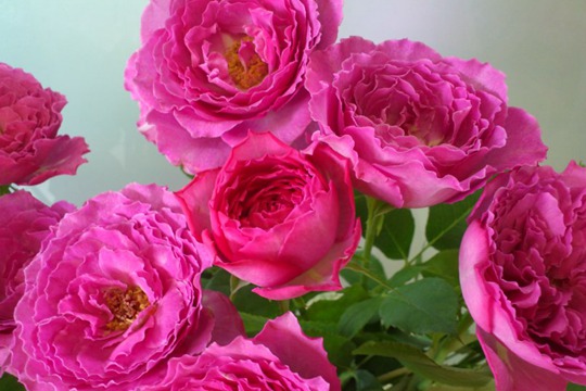 伊芙藍寶石