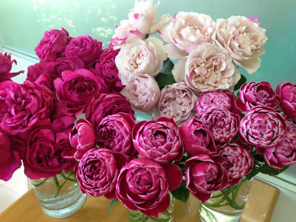 伊芙紅色、瑪麗玫瑰和IS