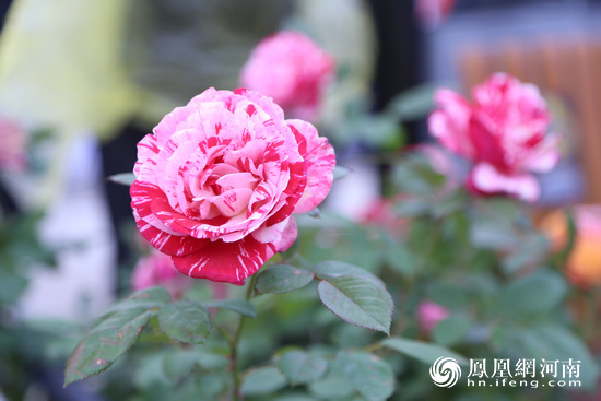 南陽月季甲天下！2019世界月季洲際大會開幕