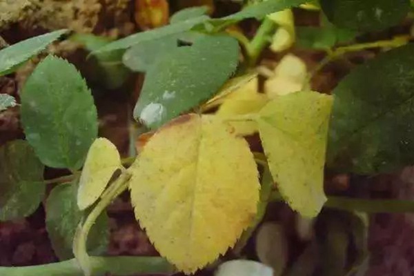 曬傷、藥傷、肥傷……引起的灼燒型黃葉